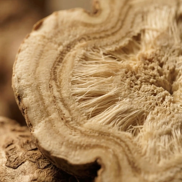 White Atractylodes Rhizome (Bai Zhu) herb used in The Shift non-hormonal perimenopause supplement formula