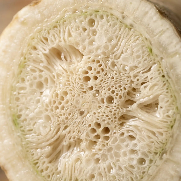 Dong Quai Root (Dang Gui) herb used in The Shift non-hormonal perimenopause supplement formula