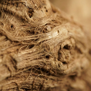 Bupleurum Root