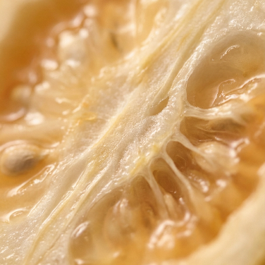 Gardenia Fruit