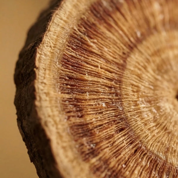 Licorice Root (Zhi Gan Cao) herb used in The Shift non-hormonal perimenopause supplement formula